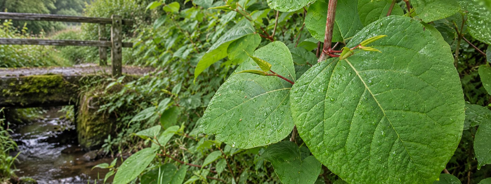 Knotweed Survey in Bath